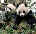 туры к пандам в Китай