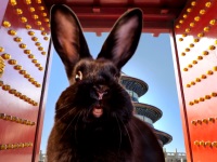 Кролик в Китае