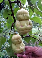 Китайский фермер вывел груши в форме Будды